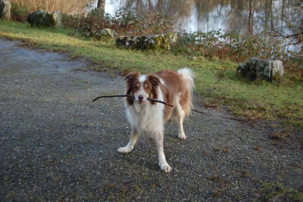 Creag Mhor Self Catering Holiday Apartment Aberfoyle  Kültér fotó